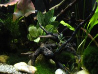 /album/i-miei-acquari/acquario-2003-m-c-jpg/